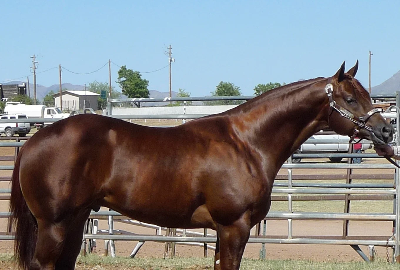 Stallion4.jpg