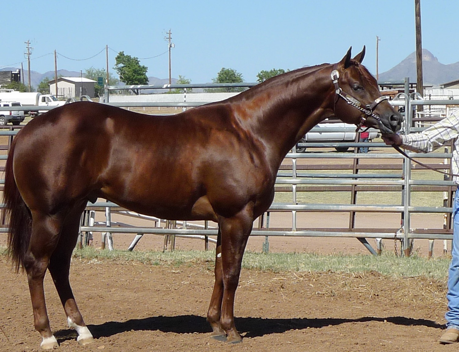 Stallion-3.jpg
