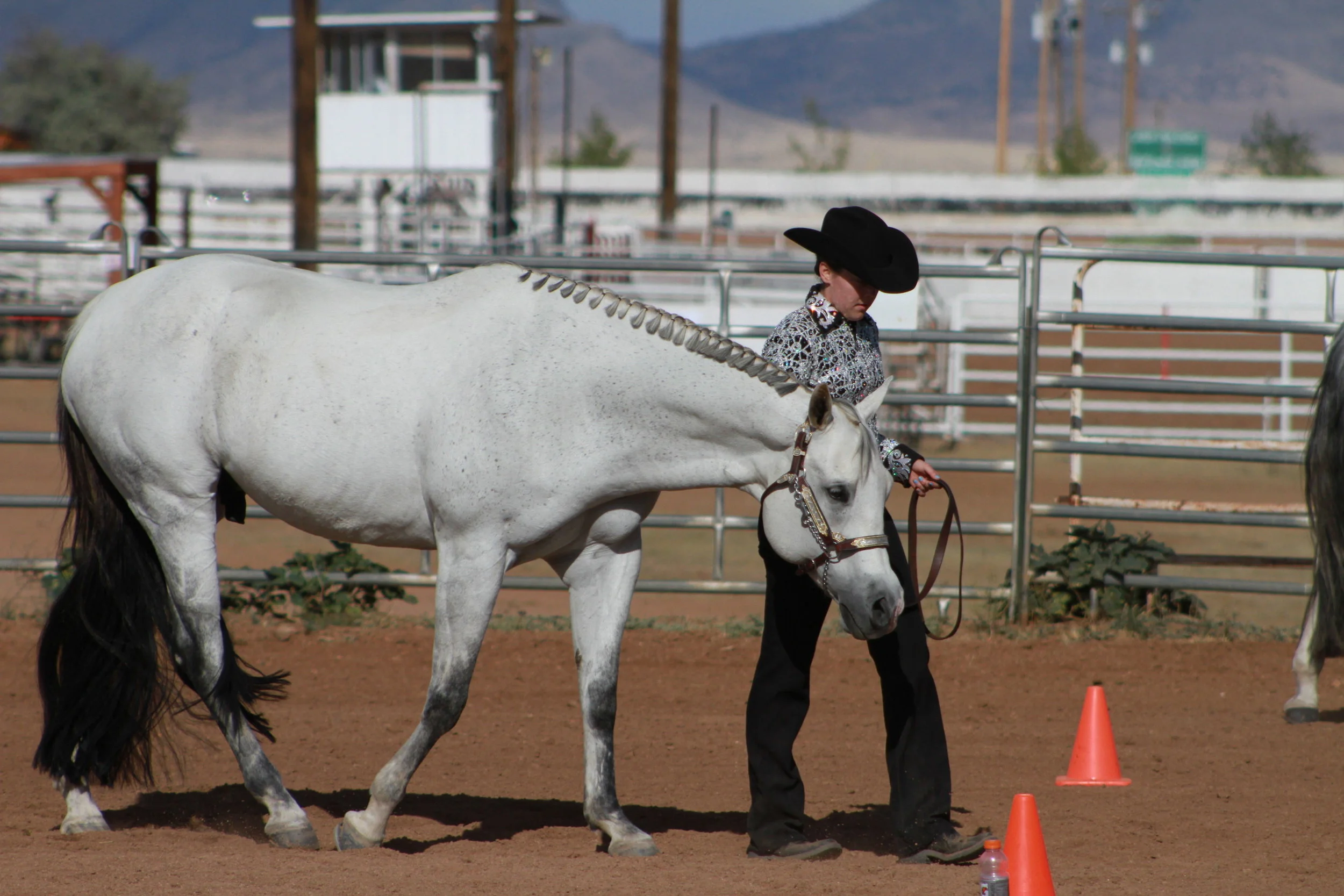 Halter - grey horse.JPG