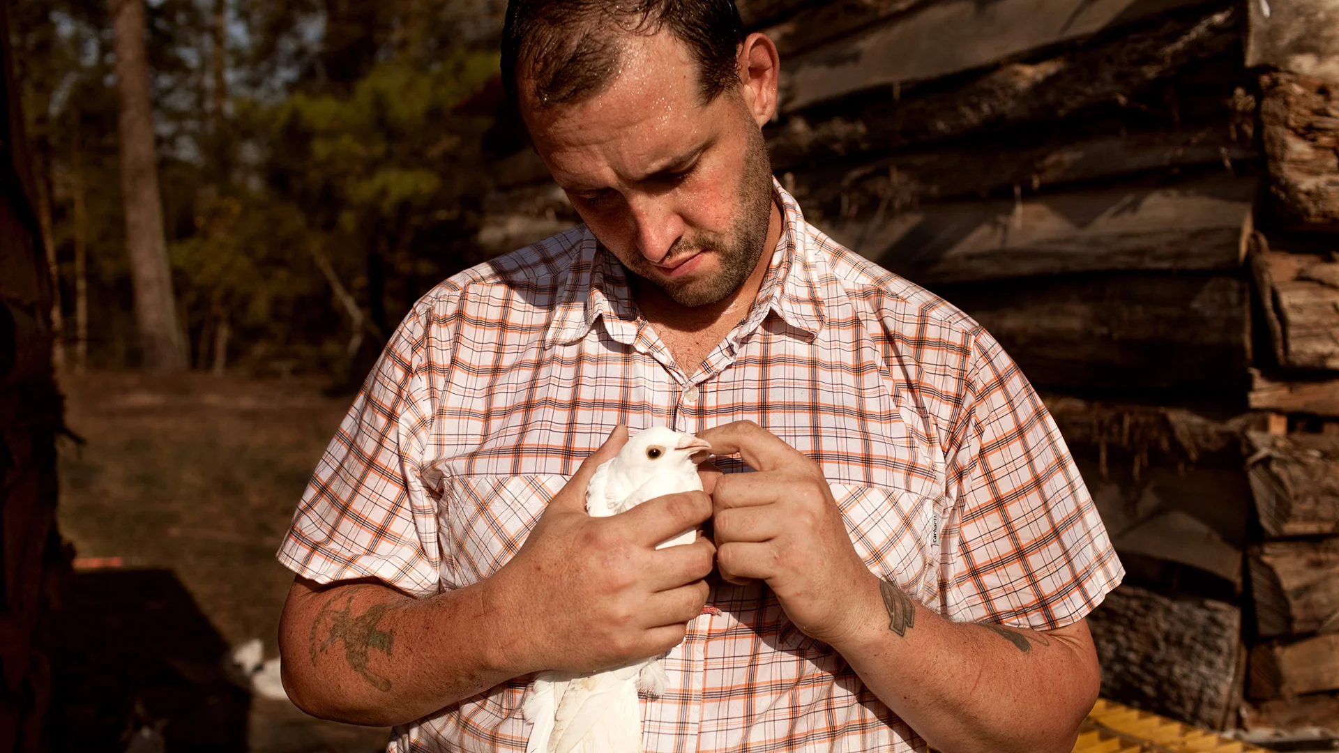 U.S. Army veteran Alex Sutton cradles a rock dove show pigeon, one of many heritage poultry breeds being raised on his 43 acre farm in Moore County, North Carolina in the spring of 2012. 