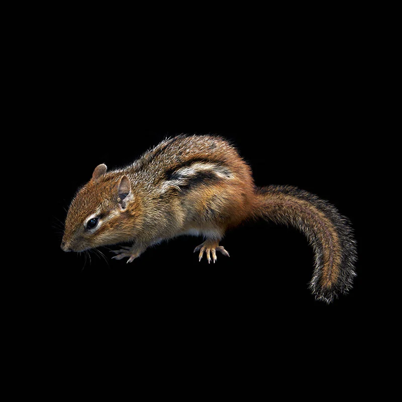 wCHIPMONK-062114.jpg
