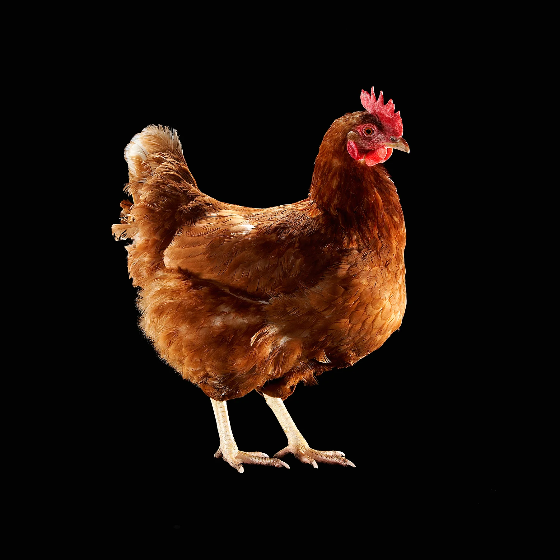 HEN-RHODE-ISLAND-RED-CHICKEN-ORGANIC-LIVESTOCK-©-JONATHAN-R.-BECKERMAN PHOTOGRAPHY.jpg