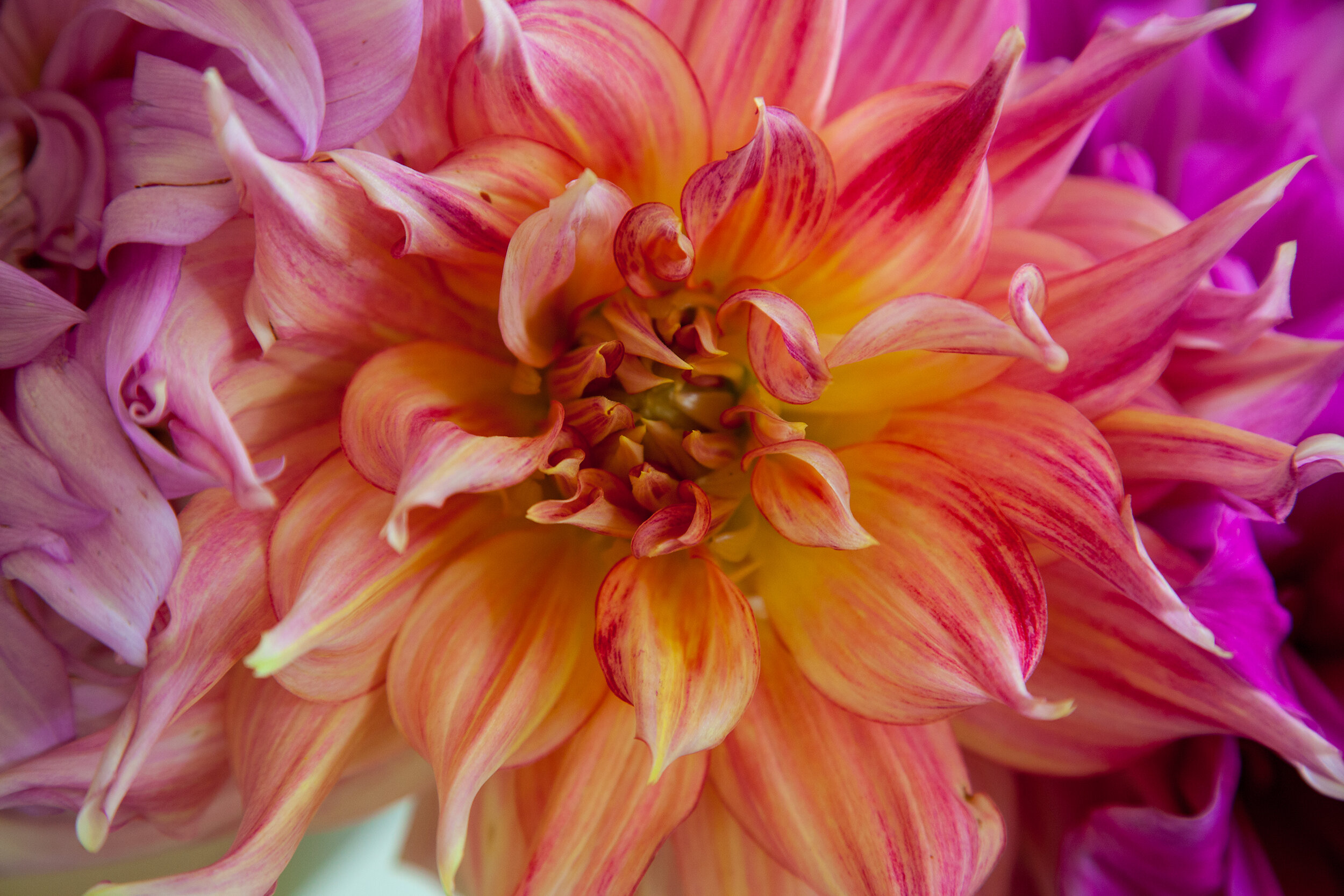 DAHLIA-RAINBOW--FLOWER-PURPLE-BRIDGEWATER-COUNTRY-FAIR-082116_05.jpg