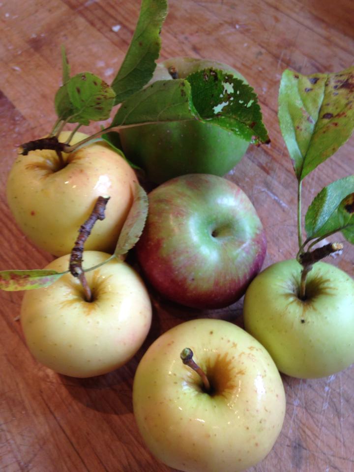 Real BC apples make the best pies
