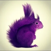 Looking for Purple Squirrels? Try a 'MOOC'  