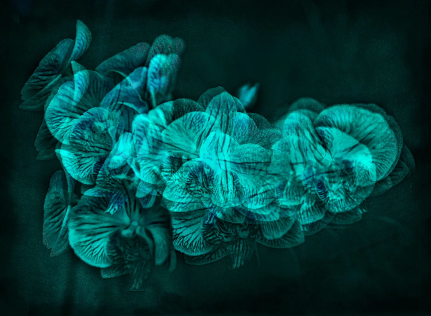 Flowers-_LGF8346_Edit 3.jpg