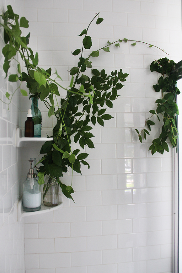 plants in bathroom