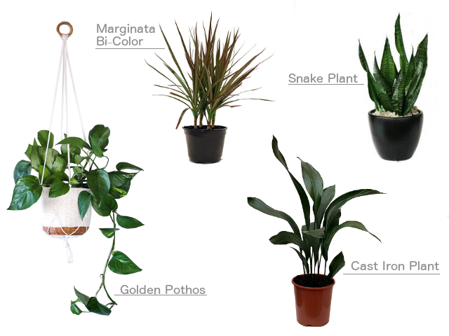 easy indoor house plants