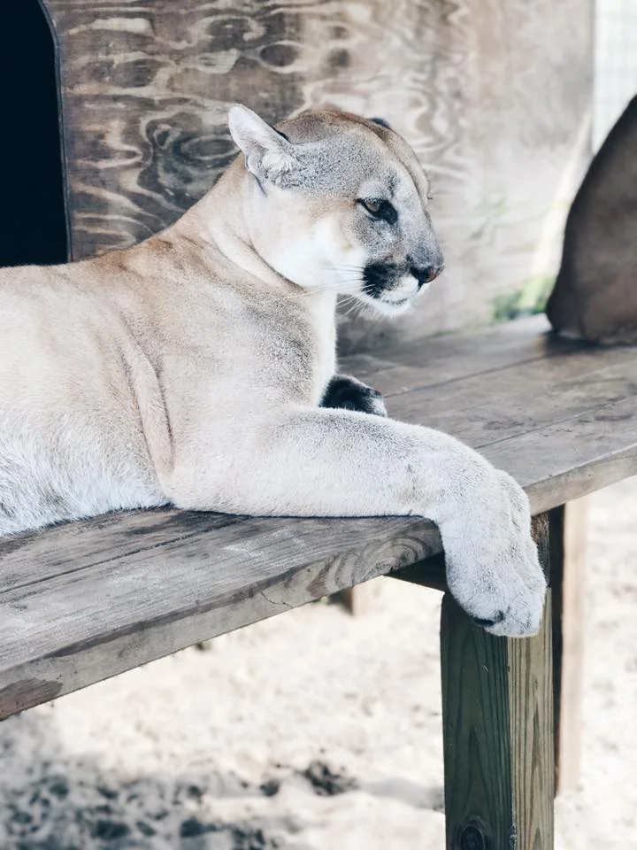 mountain lion