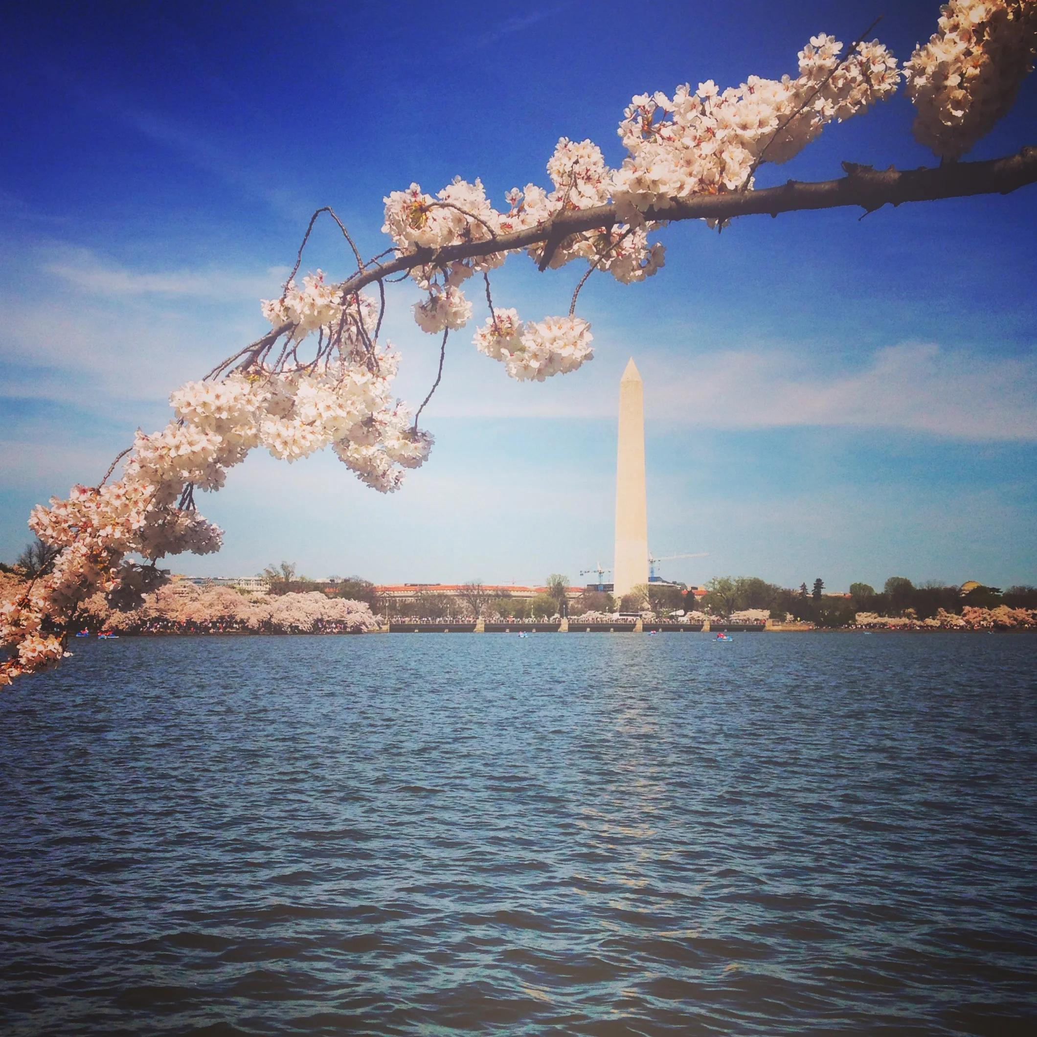 Spring + Cherry Blossoms