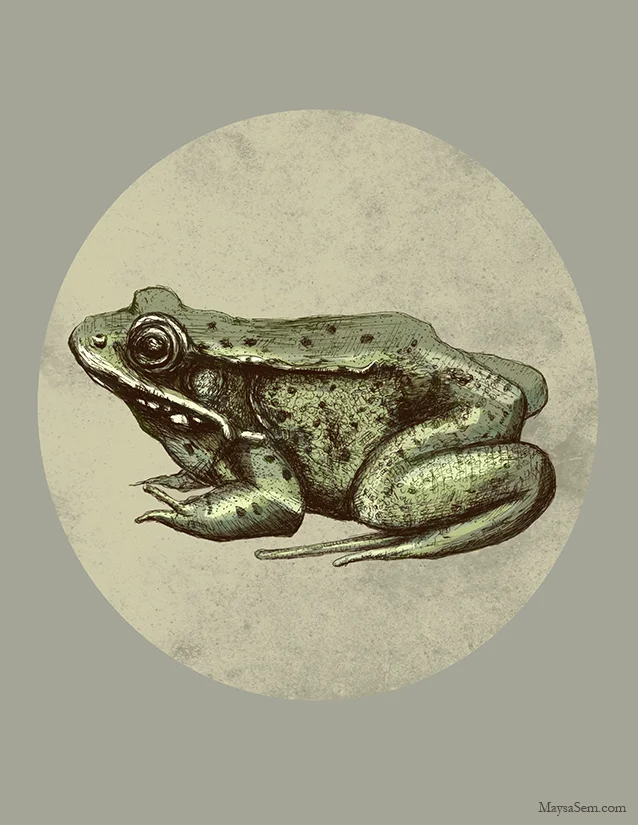 Frog