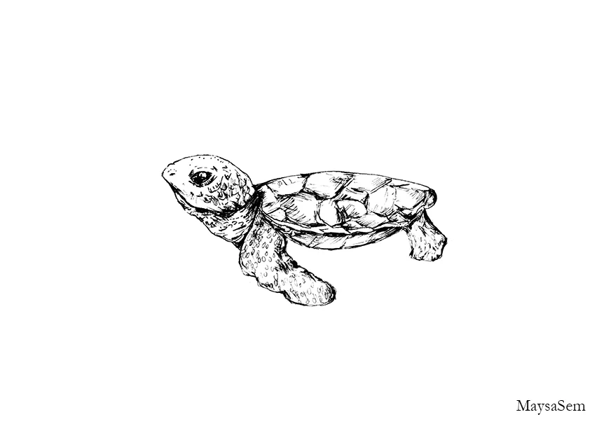 Baby Turtle