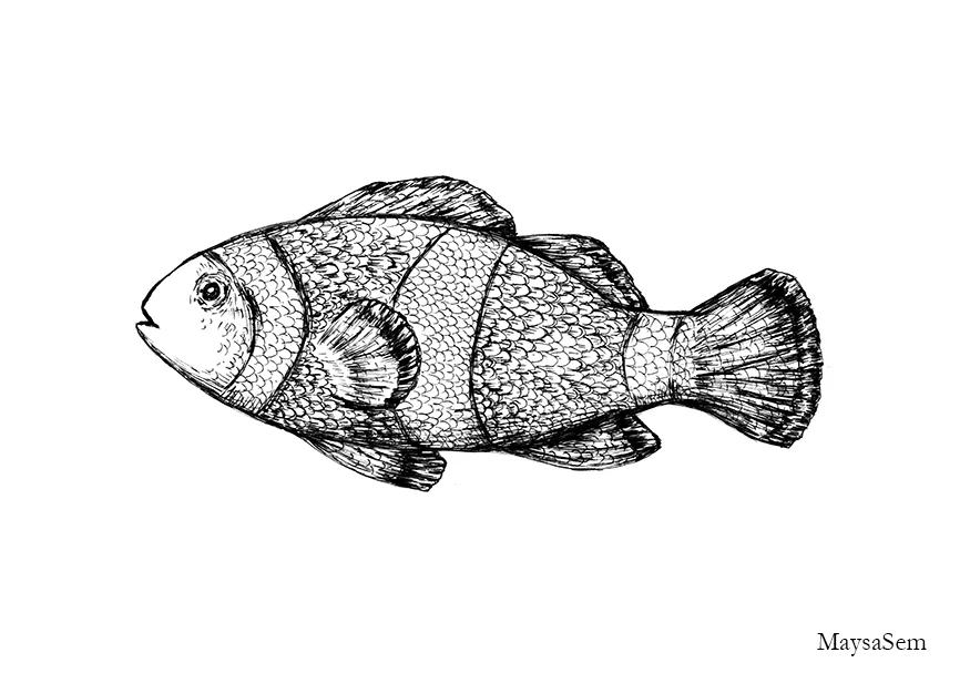 Clownfish