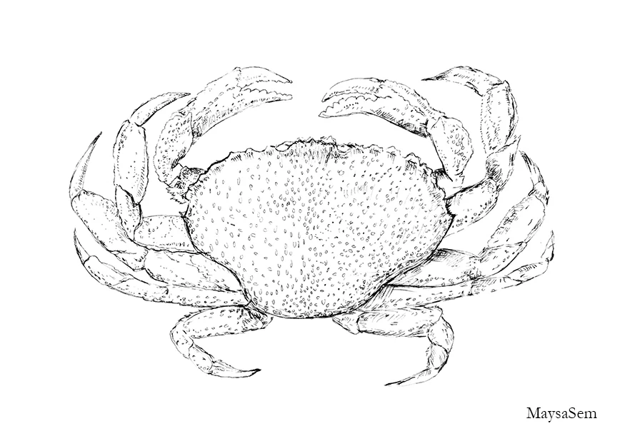 Crab