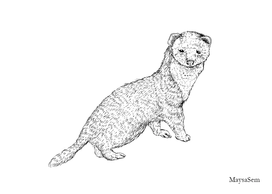 Ferret