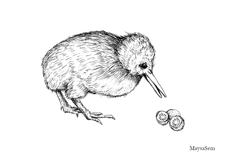 Kiwi