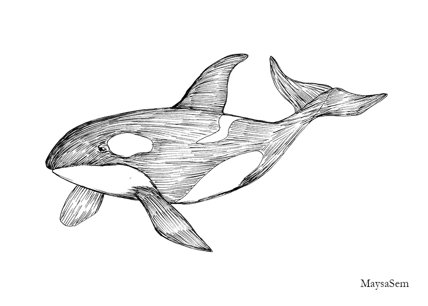 Orca