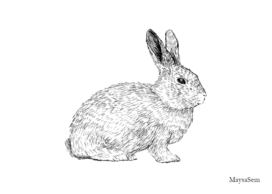 Rabbit