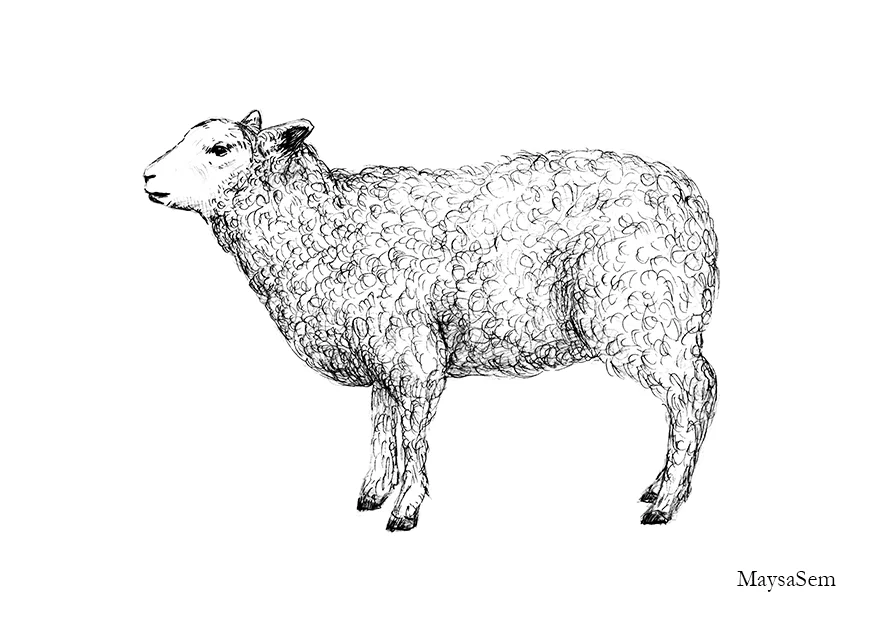 Sheep