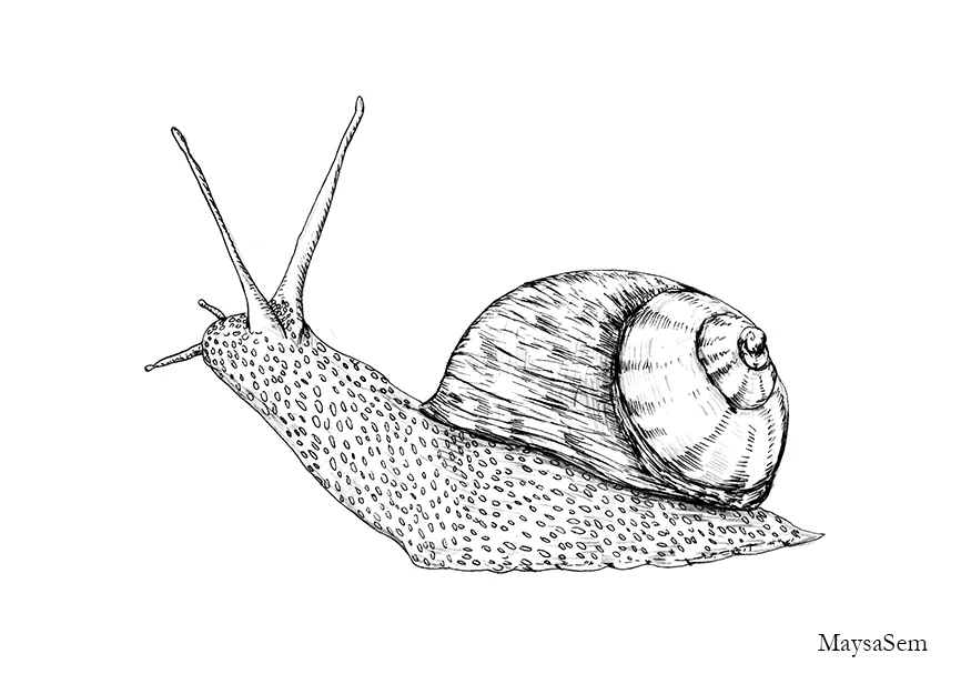 Snail