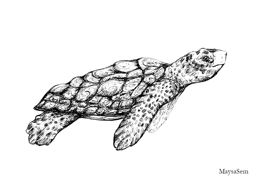 Turtle
