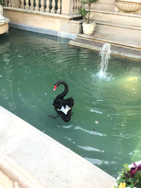 Swans frolicking in a pond at the entrance to the estate where the party was located. 