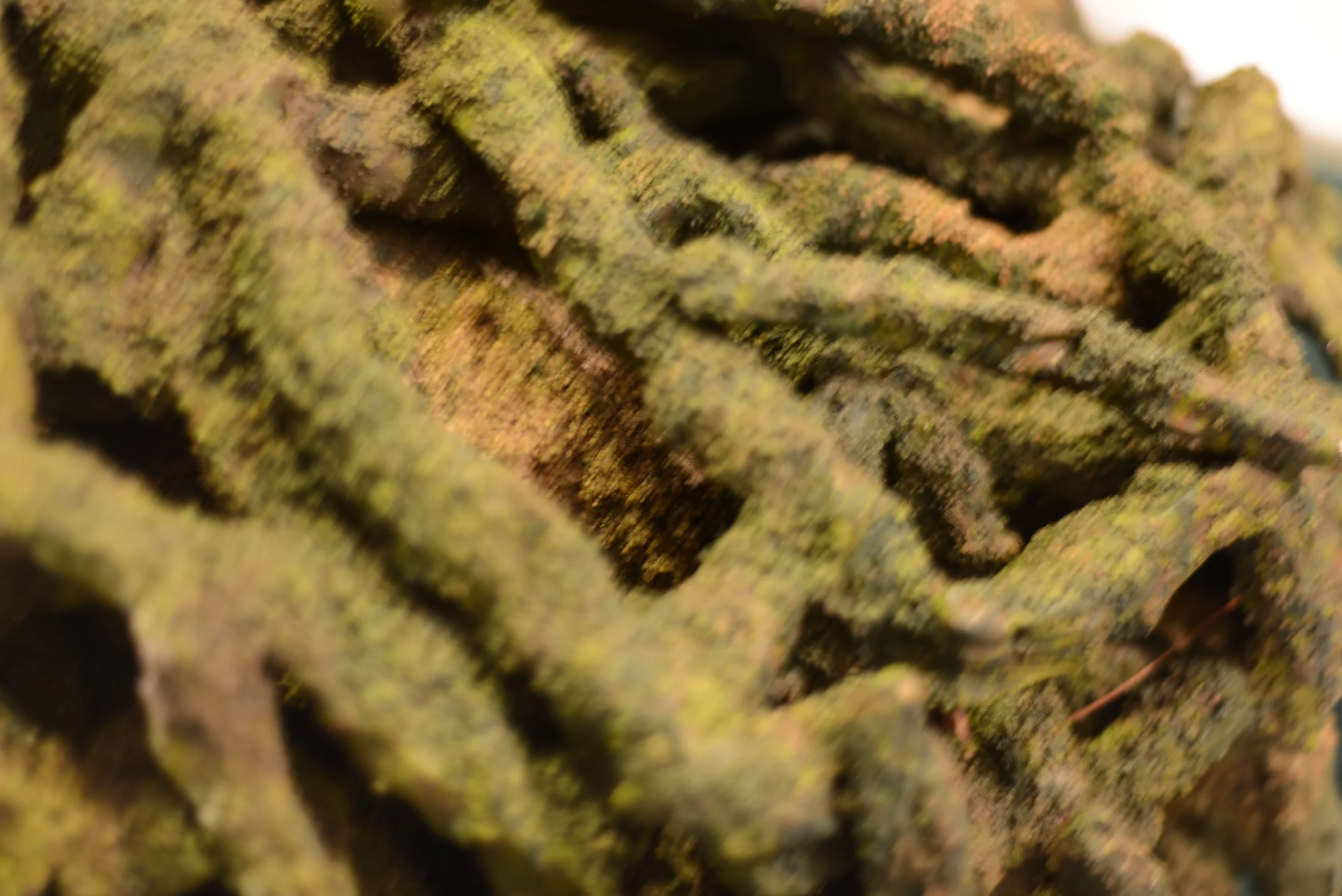 DSC_0436.JPG
