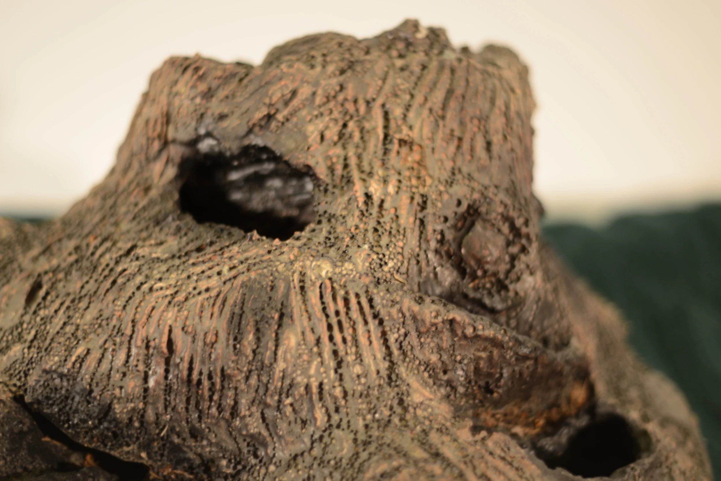 Close-up of a textured, rocky surface with holes, resembling a volcanic rock or fossil.