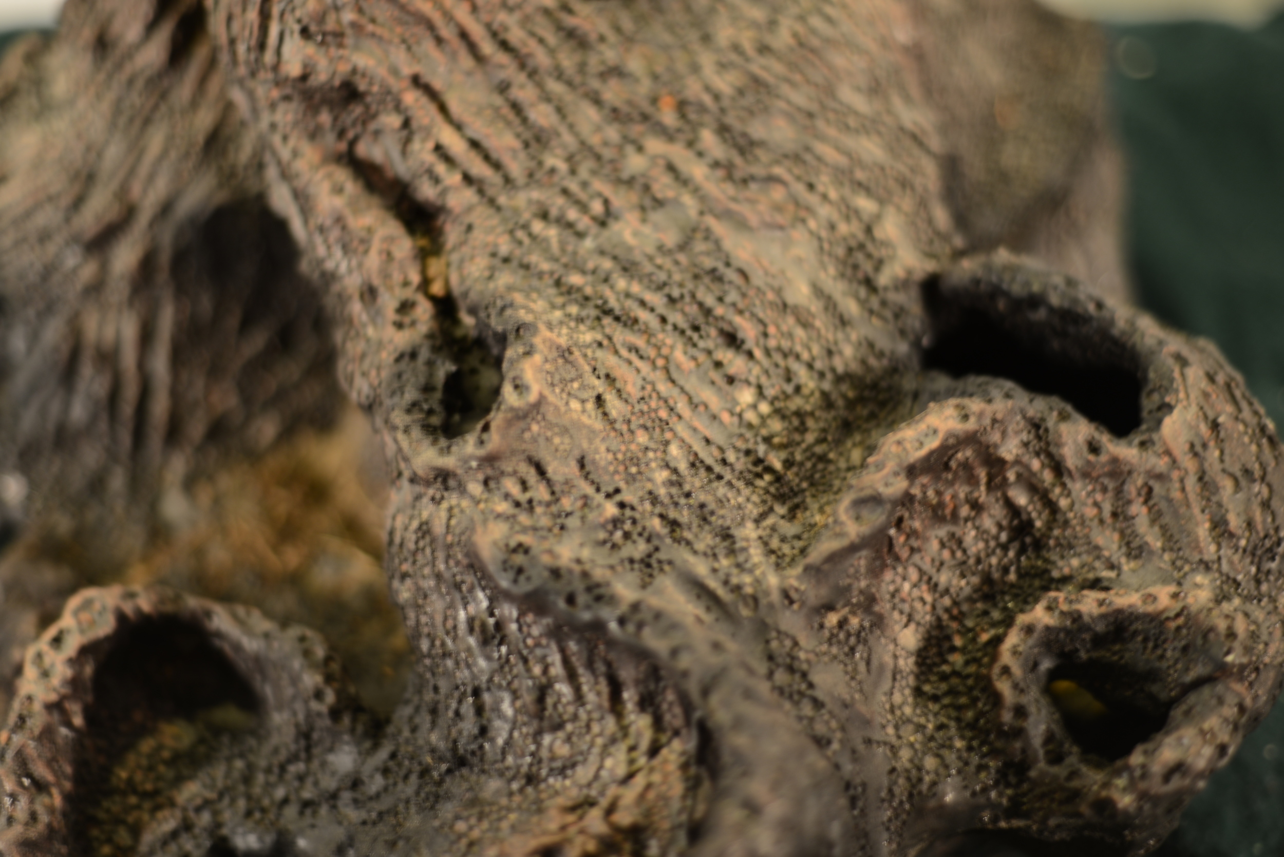 Close-up of a crocodile's textured snout with visible nostrils.