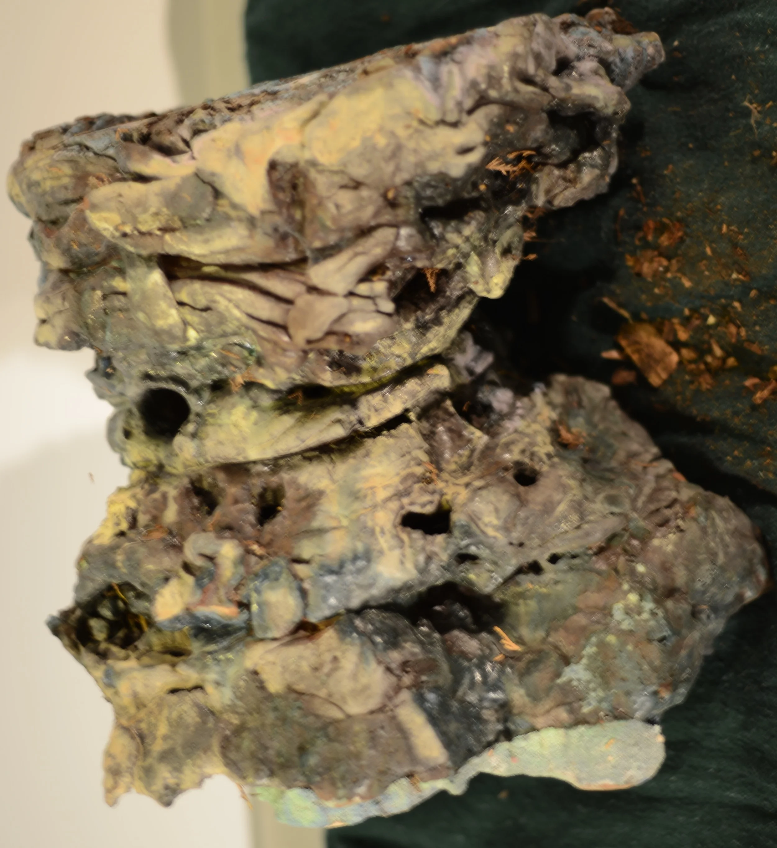 Close-up of two fossilized rocks with various holes and textured surfaces.