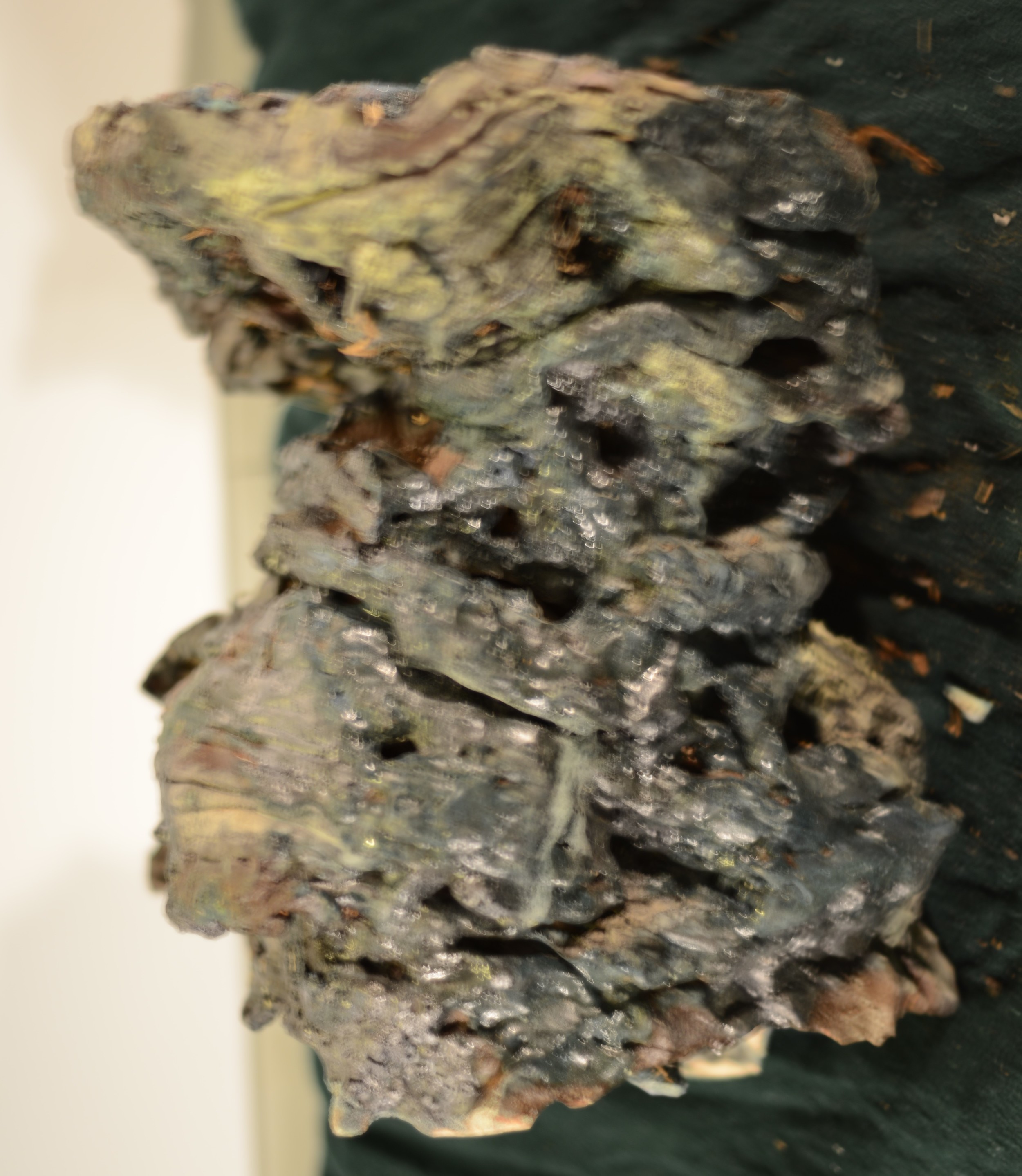 Close-up of a cluster of oyster mushrooms with a grayish, textured surface, growing on a dark background.