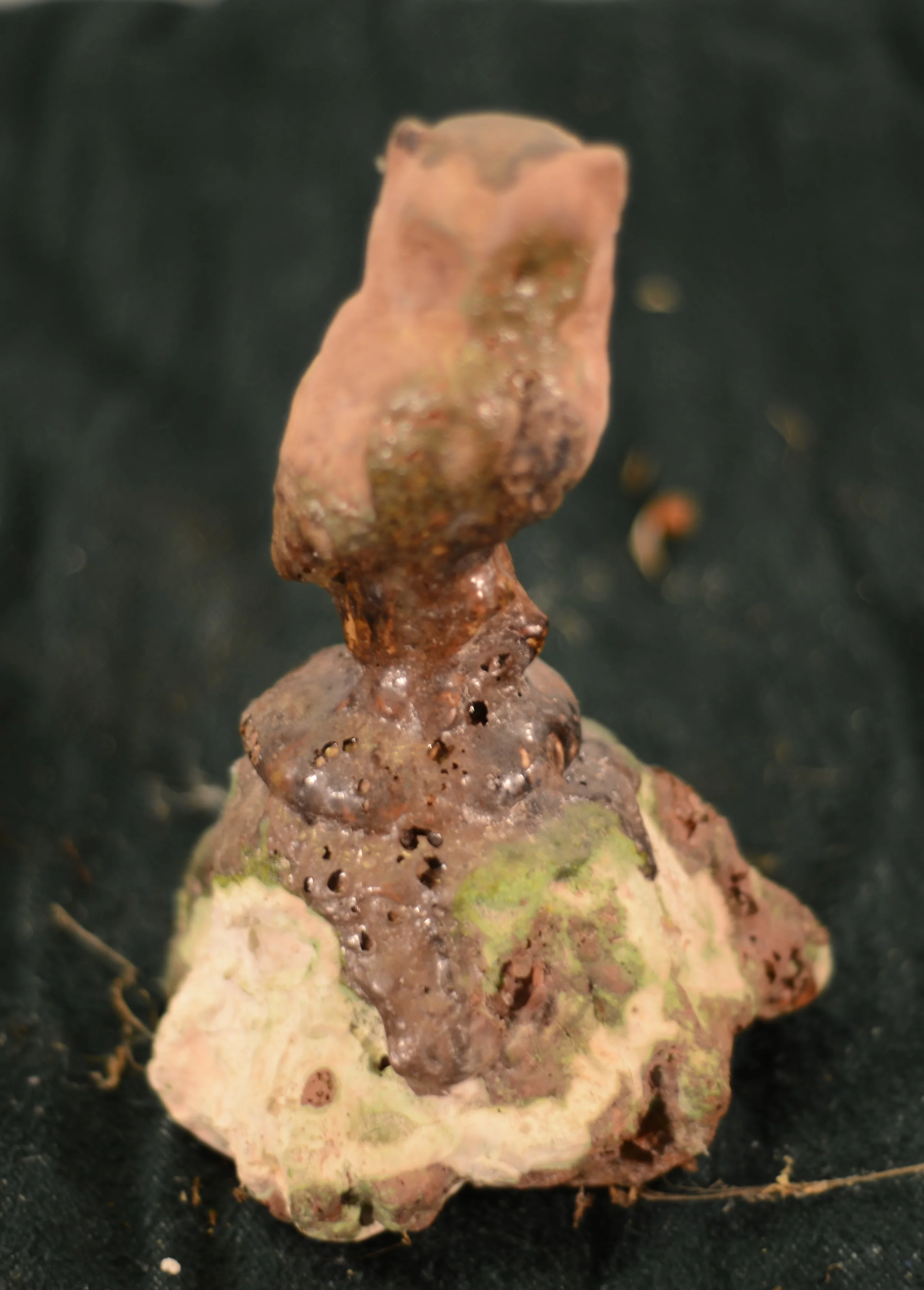A small, irregularly shaped object with a mix of green, brown, and tan colors, appearing moldy or decayed.