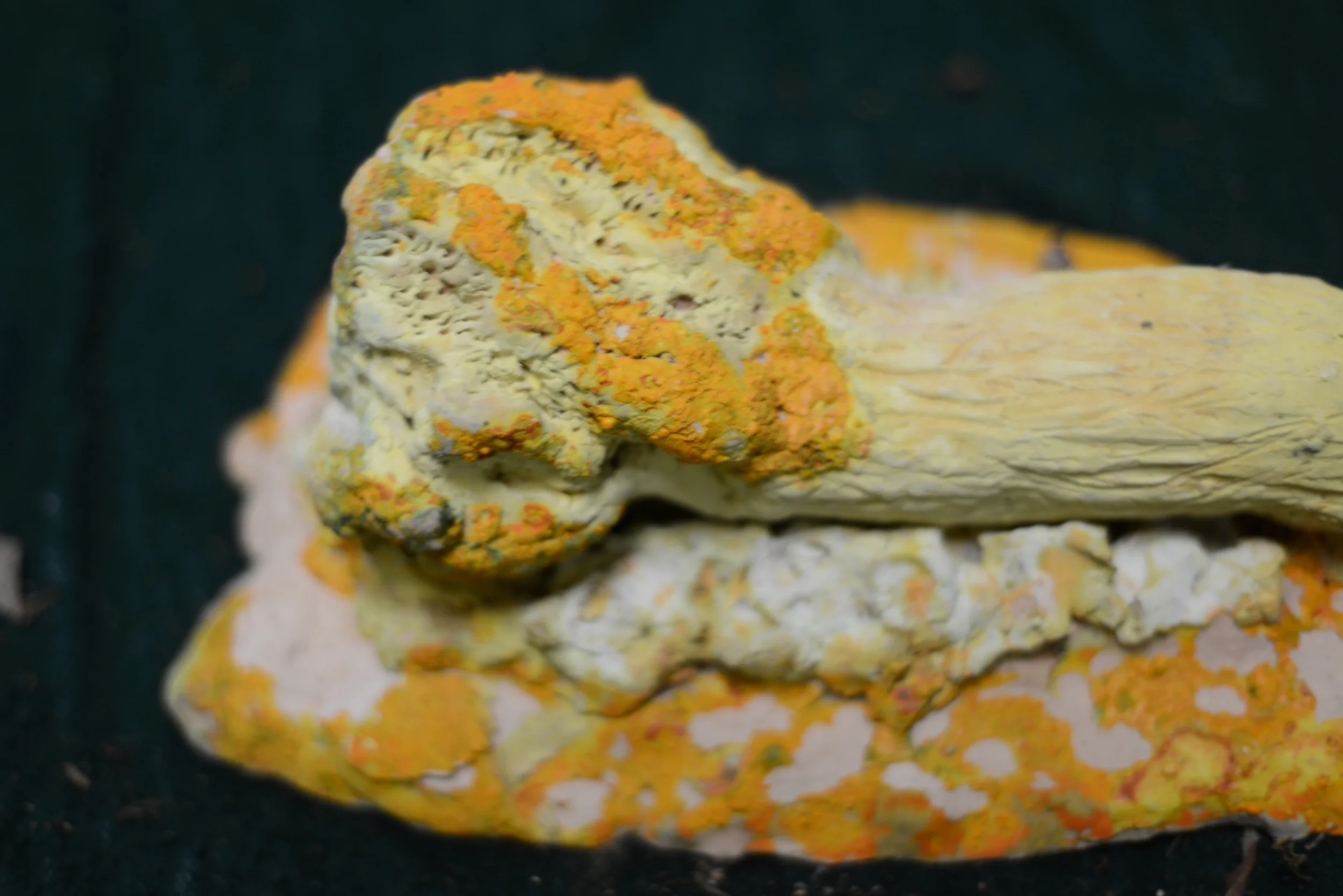 Close-up of a yellow, orange, and gray lichen-covered rock on a black background.