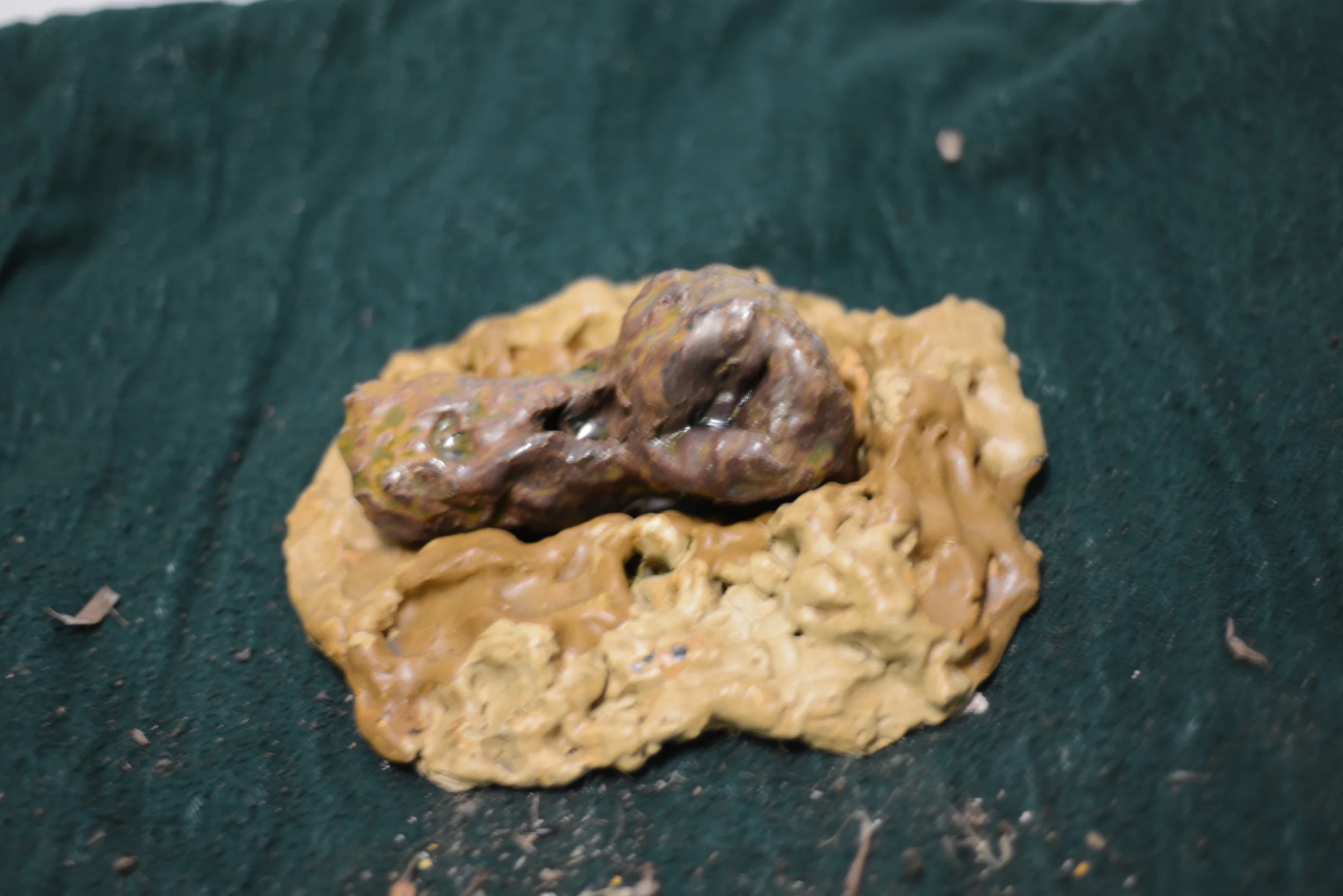 Close-up of a small, dark-colored amphibian, possibly a toad, sitting in a patch of yellowish mud or dough on a dark green fabric surface.