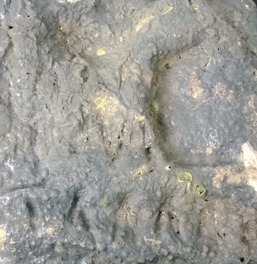 Close-up of a muddy and uneven surface, possibly soil or clay with some small greenish moss or algae patches.