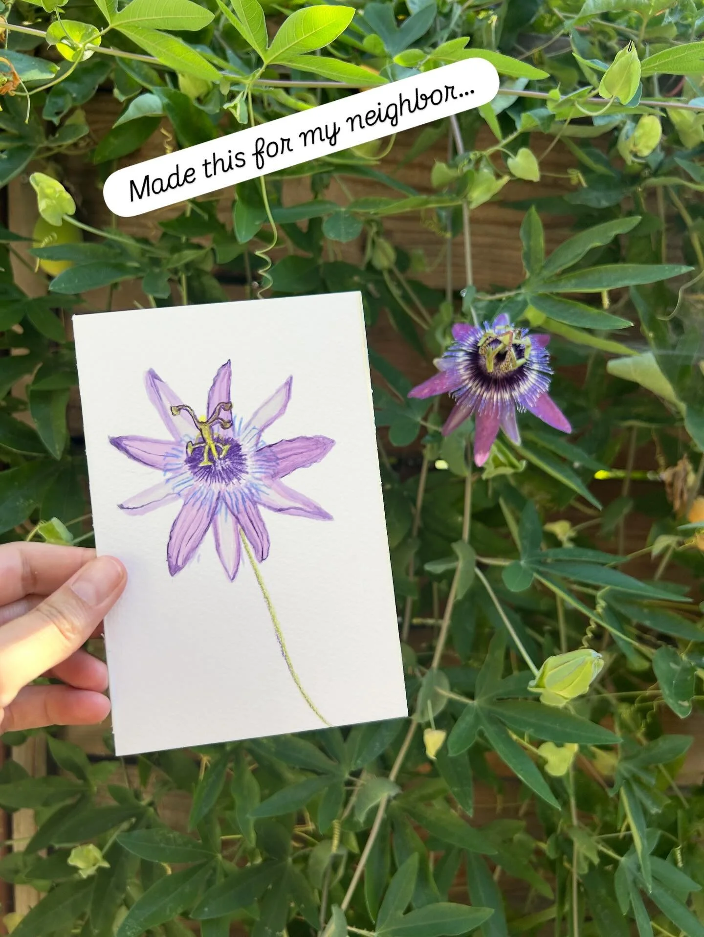 I painted this pretty passionflower on the fence between me and my neighbor. Her beautiful gardening brightens up our backyard. So I painted it as a little moment of mindfulness for myself, and a little thank you to her. 

I dropped it off at possibl