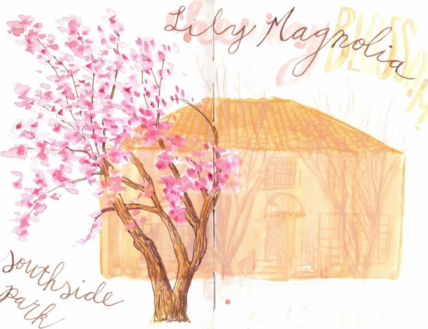 Funny story: Last week, I biked in search of cherry blossom trees. So when I found a beautiful blooming tree by southside park, I assumed it was a cherry blossom. I even wrote it on top of my sketchbook 🌸 

Then a curious passerby asked to see my sk