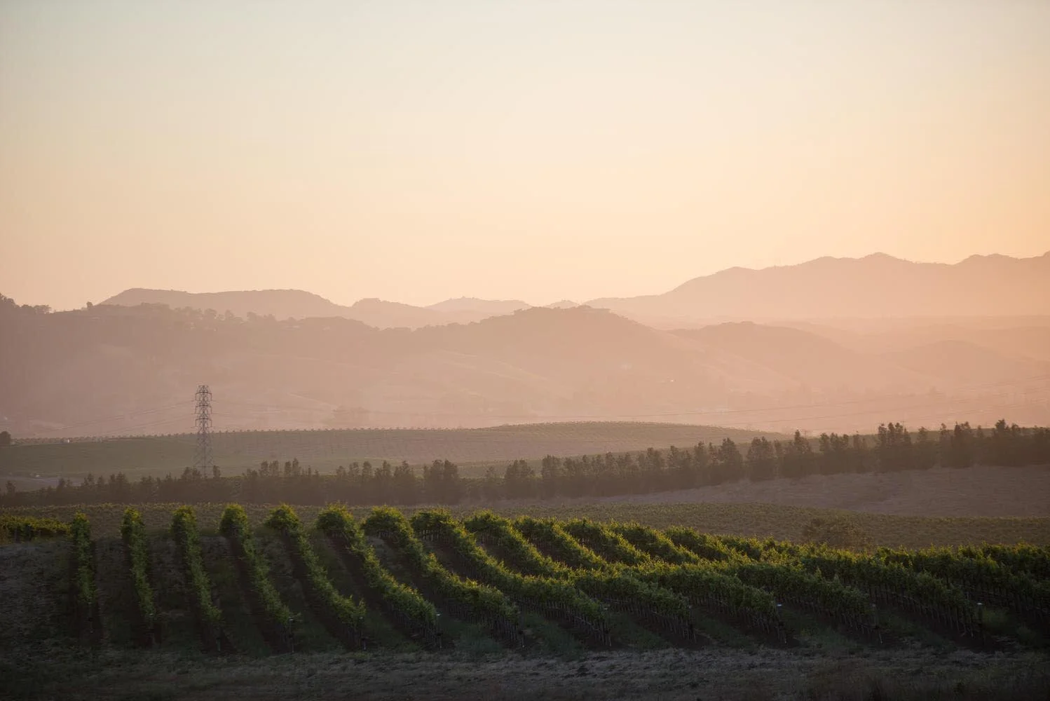 Wine Country.jpg