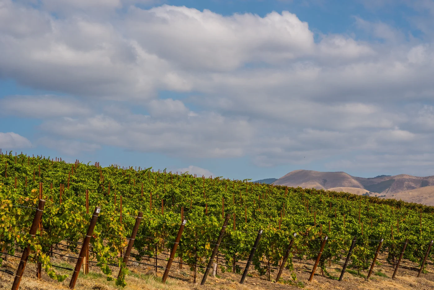 Edna Valley Vineyard.jpg