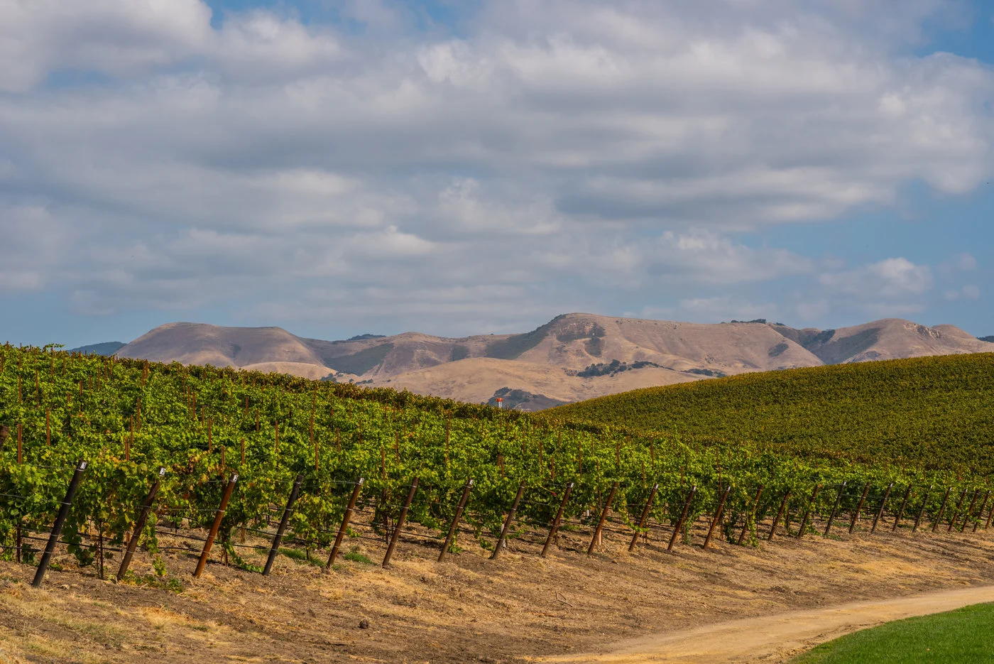 Edna Valley Vineyard - 1.jpg