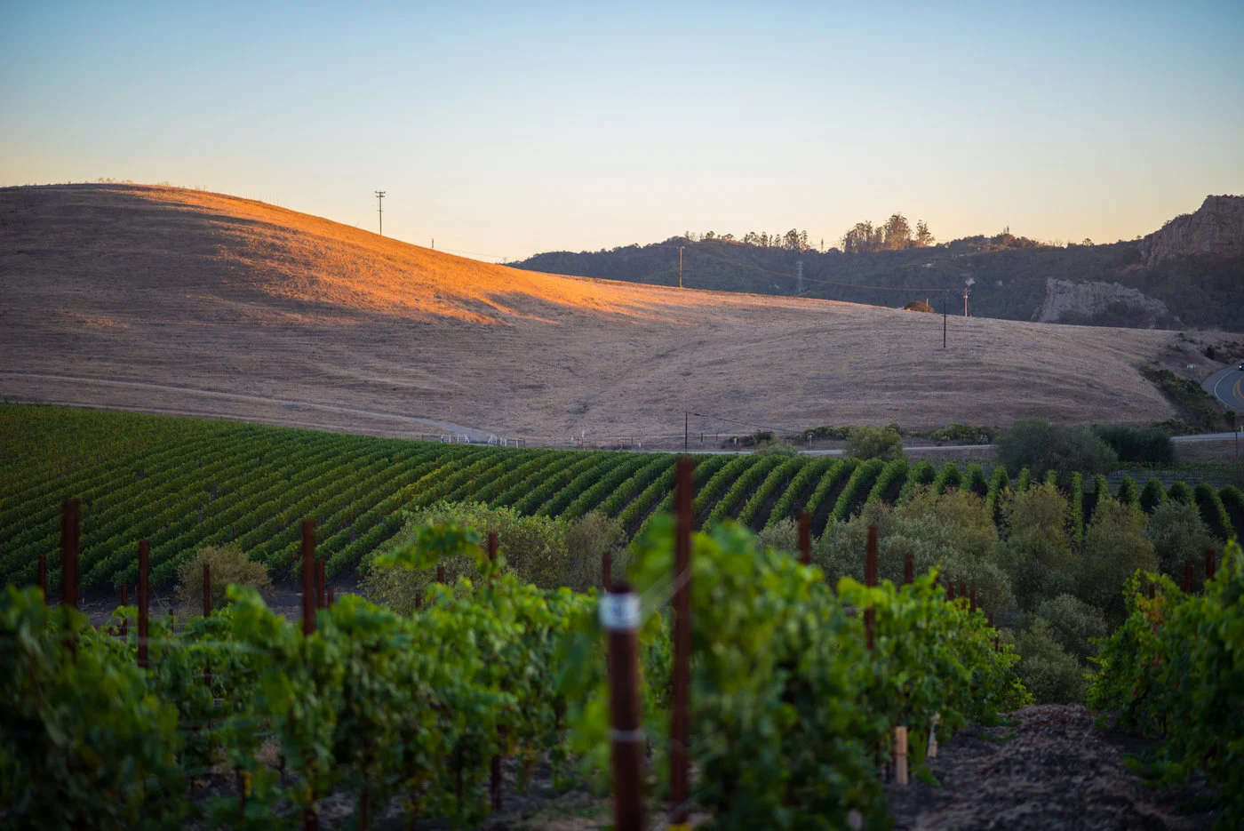 Edna Valley Vineyard - 3.jpg