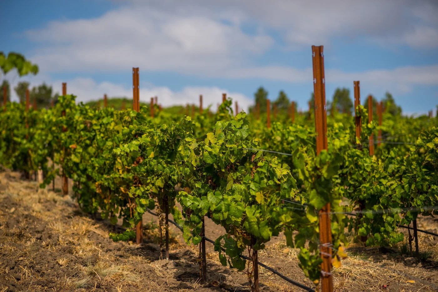 Edna Valley Vineyard - 2.jpg