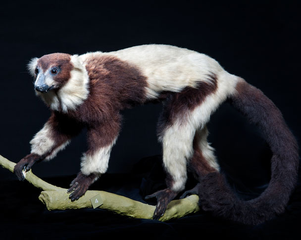 Black Lemur