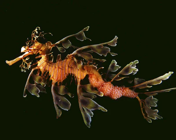 Leafy-seadragon.jpg