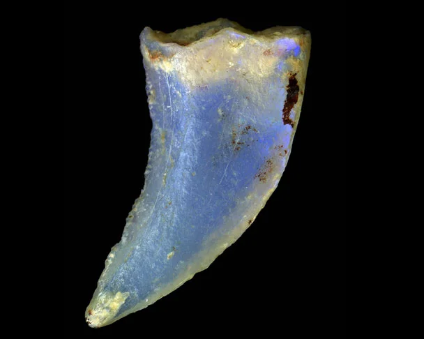 Opalised-dinosaur-tooth.jpg