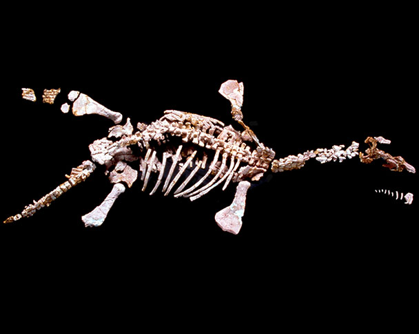 eric-the-fossil.jpg