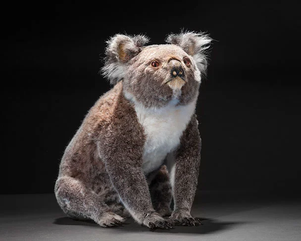 Koala-genome-project.jpg