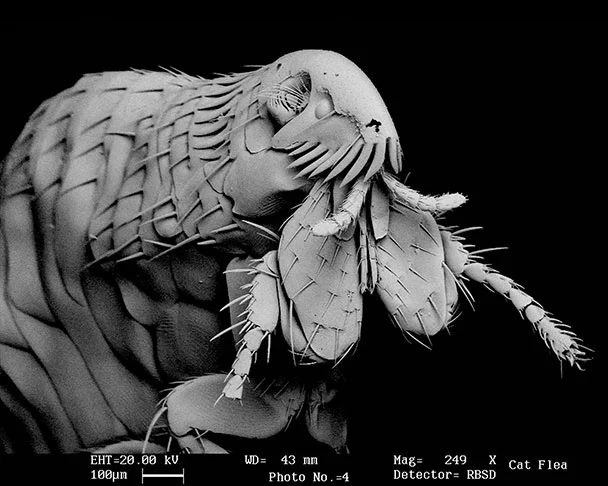 SEM_images.jpg
