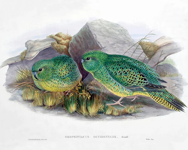 NightParrot.jpg