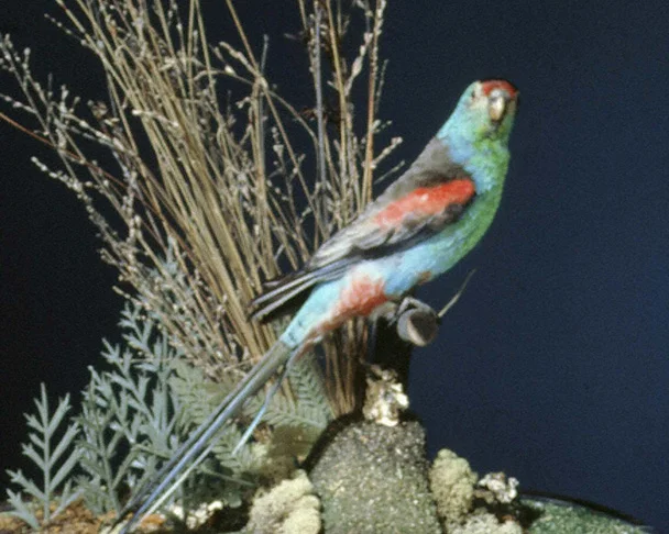 ADT16447–paradise–parrot.jpg